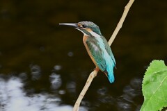 Ｋ川中流域・対岸の枝にカワセミ♂若鳥