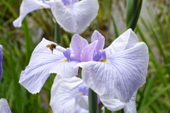 花菖蒲とミツバチ