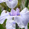 花菖蒲とミツバチ