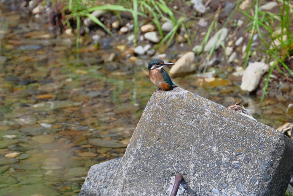 K川・カワセミ♀若鳥