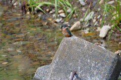 K川・カワセミ♀若鳥