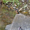 K川・カワセミ♀若鳥