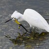 K川・コサギ（かい～の!!）
