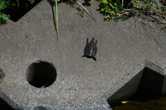 Ｋ川中流域・スッポンの赤ちゃん