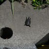 Ｋ川中流域・スッポンの赤ちゃん