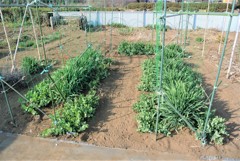 エンドウ豆支柱立て