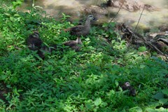 K川中流域・カルガモ5羽のひな親子
