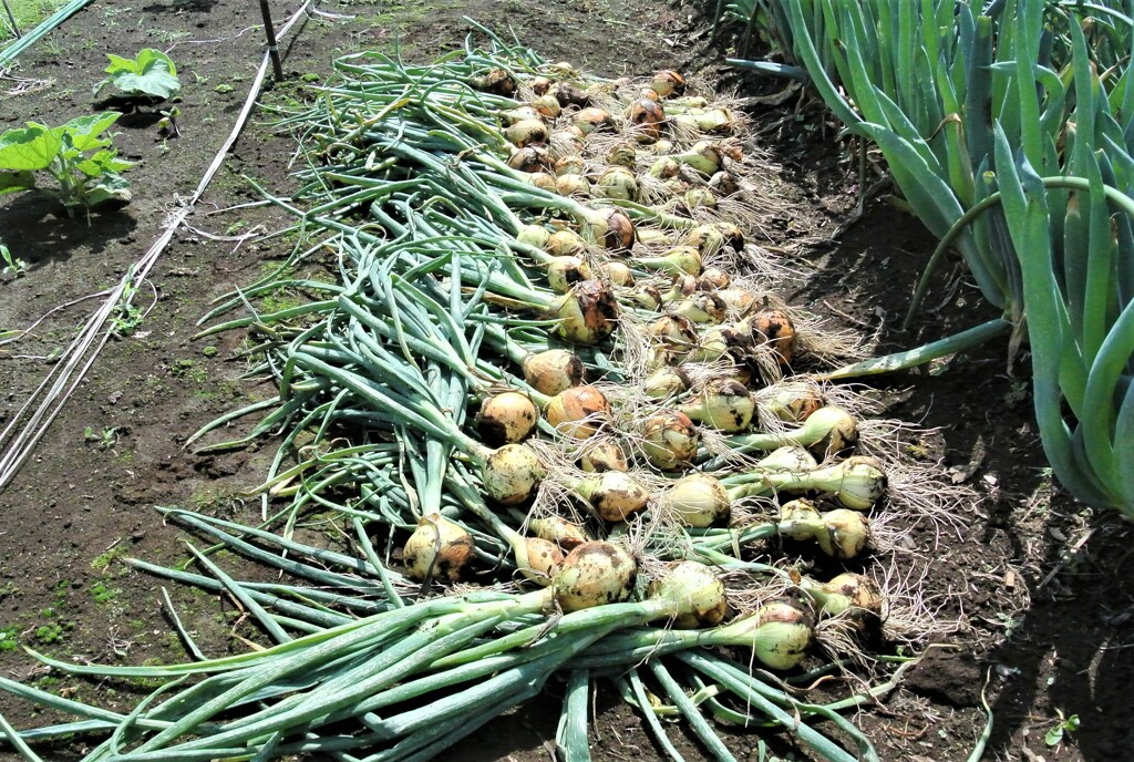 ５月23日タマネギ1回目収穫