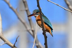 K川・上流のカワセミ♀B