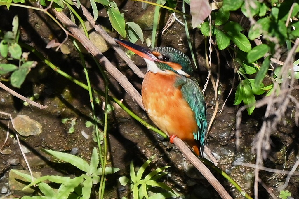 Ｋ川中流域・カワセミ♀若