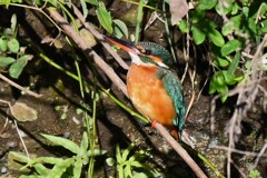 Ｋ川中流域・カワセミ♀若