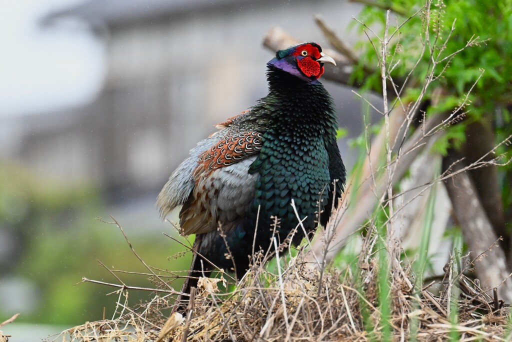 菜園・キジ♂ホロ打ち前兆