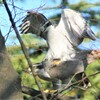 オオタカ交尾（3月27日）