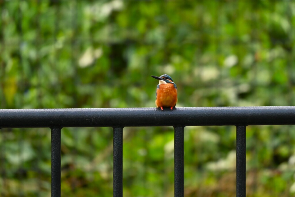 都内S川・カワセミ♂