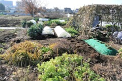 冬枯れの菜園風景