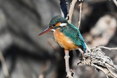 K川中流域・カワセミ♀