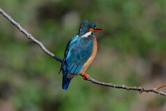 K川中流域・カワセミ♀