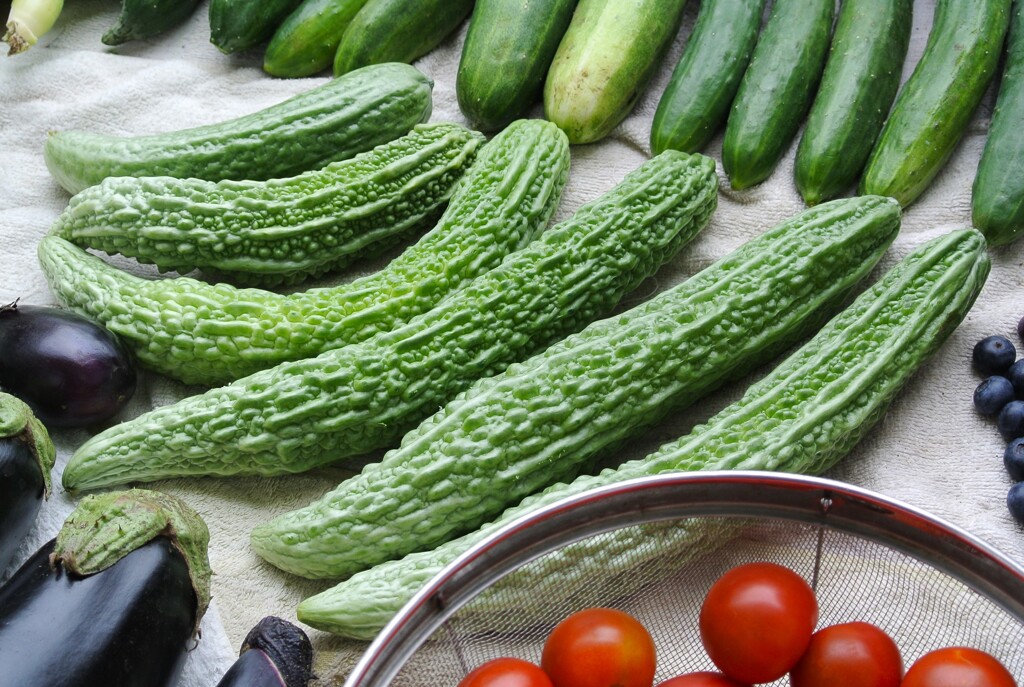 菜園・ニガウリ