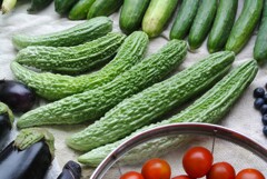 菜園・ニガウリ
