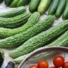 菜園・ニガウリ