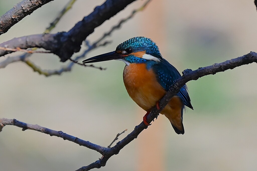 K川中流域・カワセミ♂