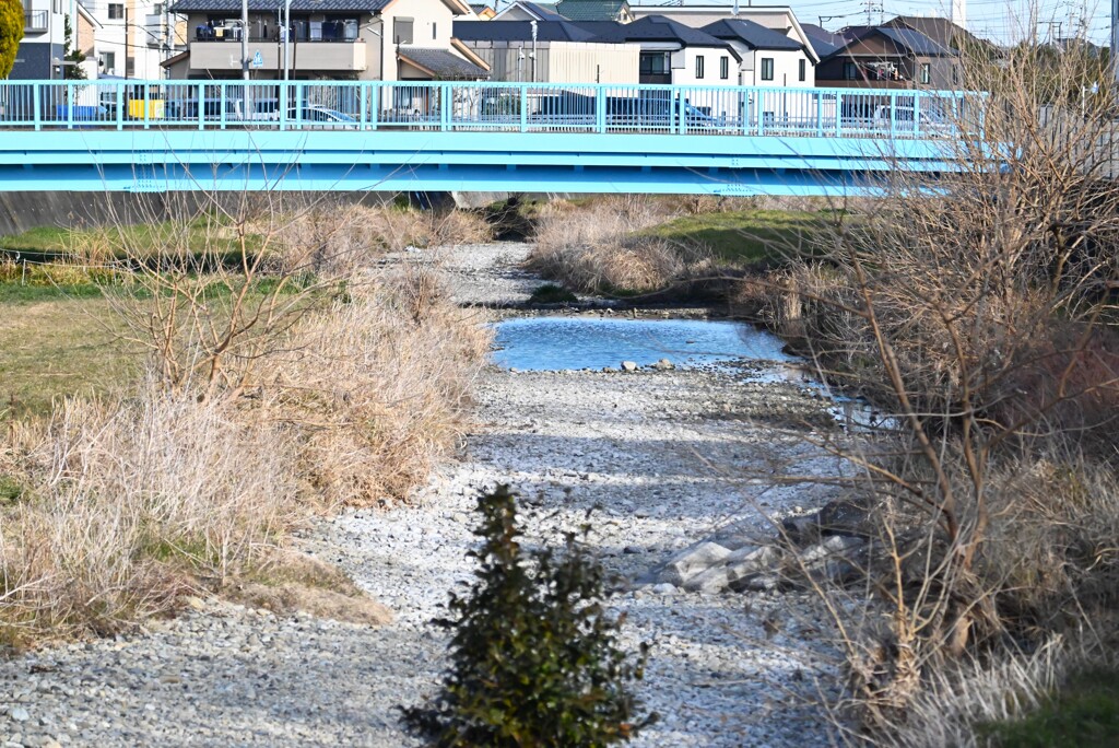 Ｋ川・下流のカワセミ♀が居るわずかな水溜り