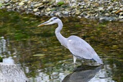 K川下流域・魚を狙うアオサギ若