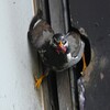 K川下流域・ムクドリ、ひなのウンチを咥えて・・