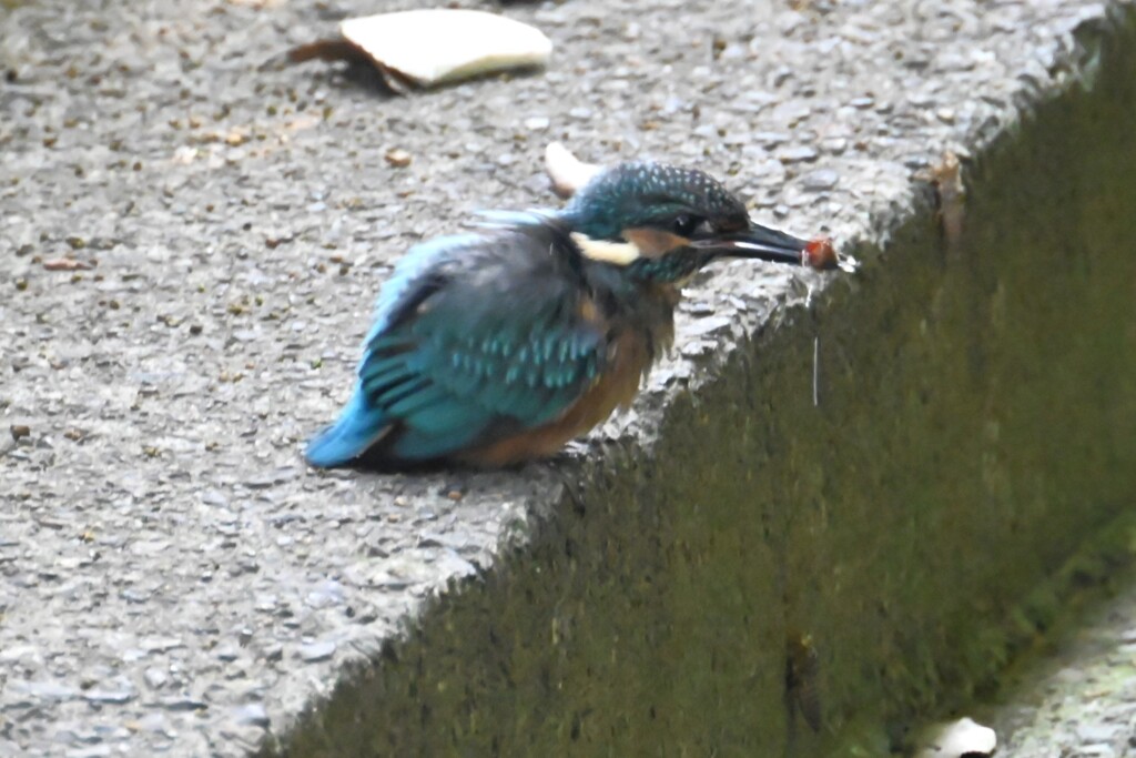 巣穴前岸壁で巣立ったばかりのひな♂ 