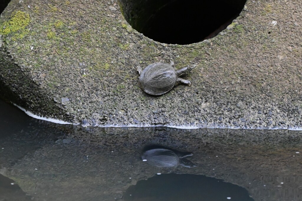 K川・スッポンの赤ちゃん