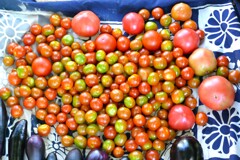 菜園・大量のトマト群