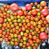 菜園・大量のトマト群