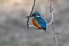K川中流域・カワセミ♂ブランコ枝で・・