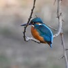 K川中流域・カワセミ♂ブランコ枝で・・