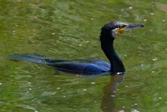 Ｋ川中流域・カワウ