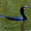 Ｋ川中流域・カワウ