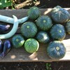菜園・9月5日の収穫 (最終のカボチャ)