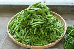 菜園・5月5日、のエンドウ豆収穫 4.9㎏