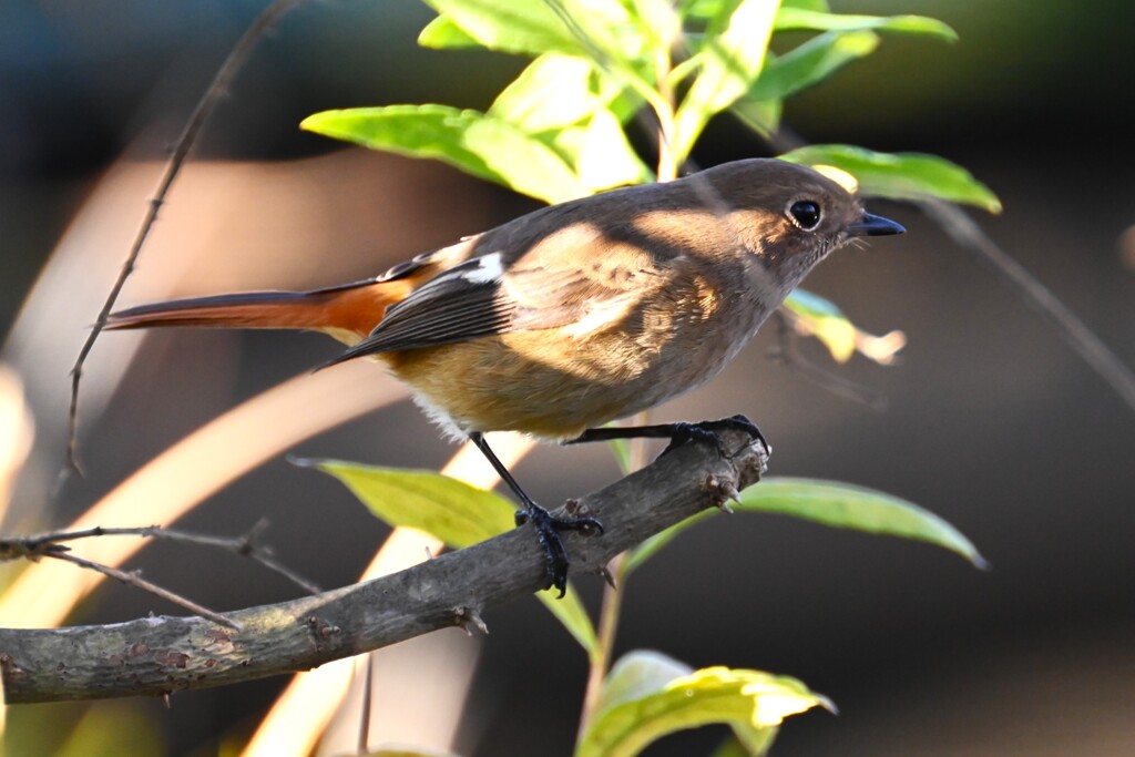 B池・ジョウビタキ♀