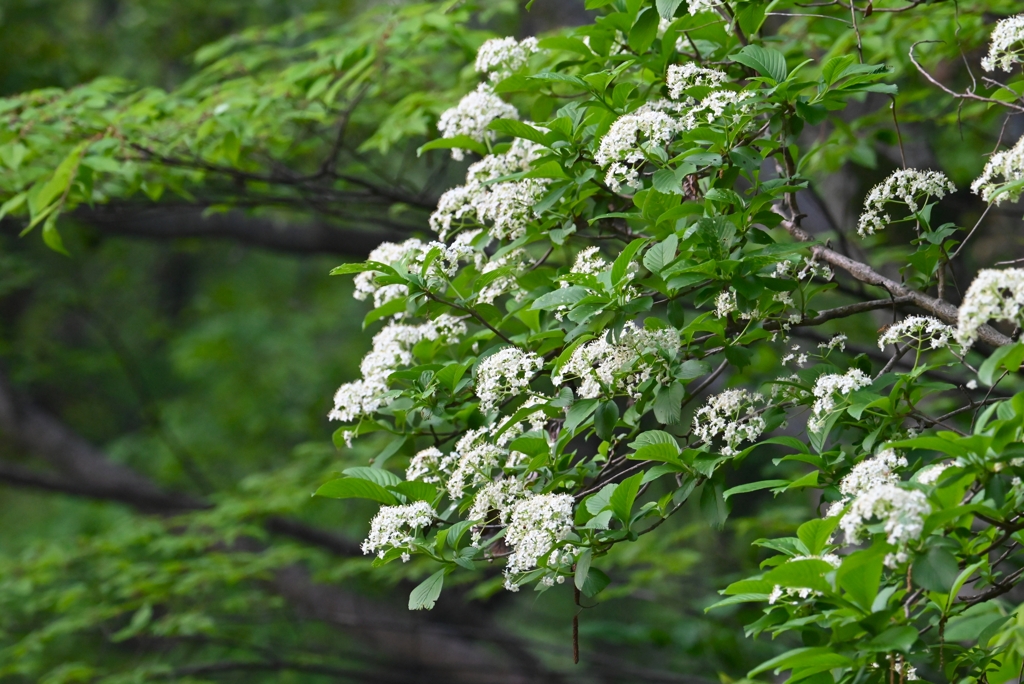 A公園・サンゴミズキだと思うが・・