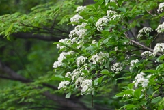 A公園・サンゴミズキだと思うが・・