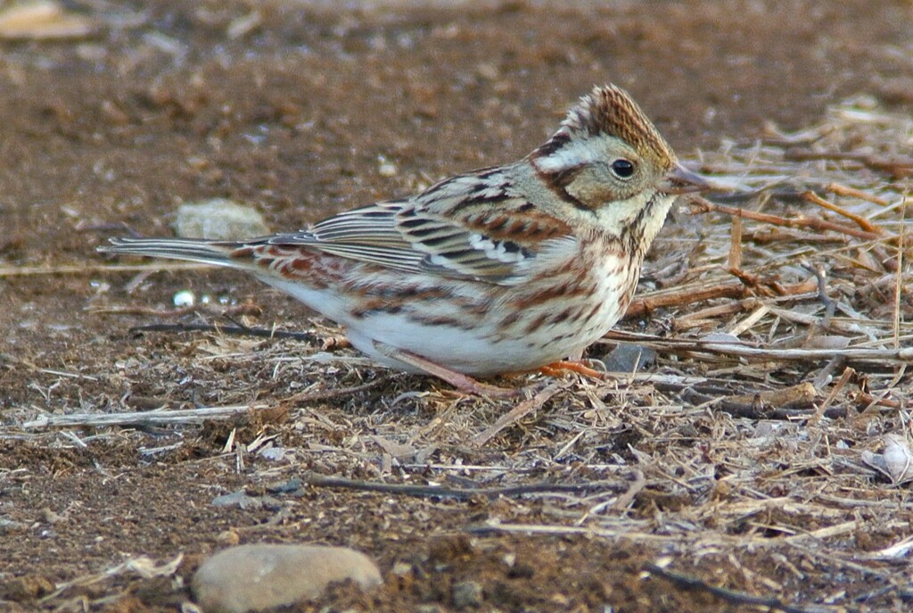 八国山 ・カシラダカ