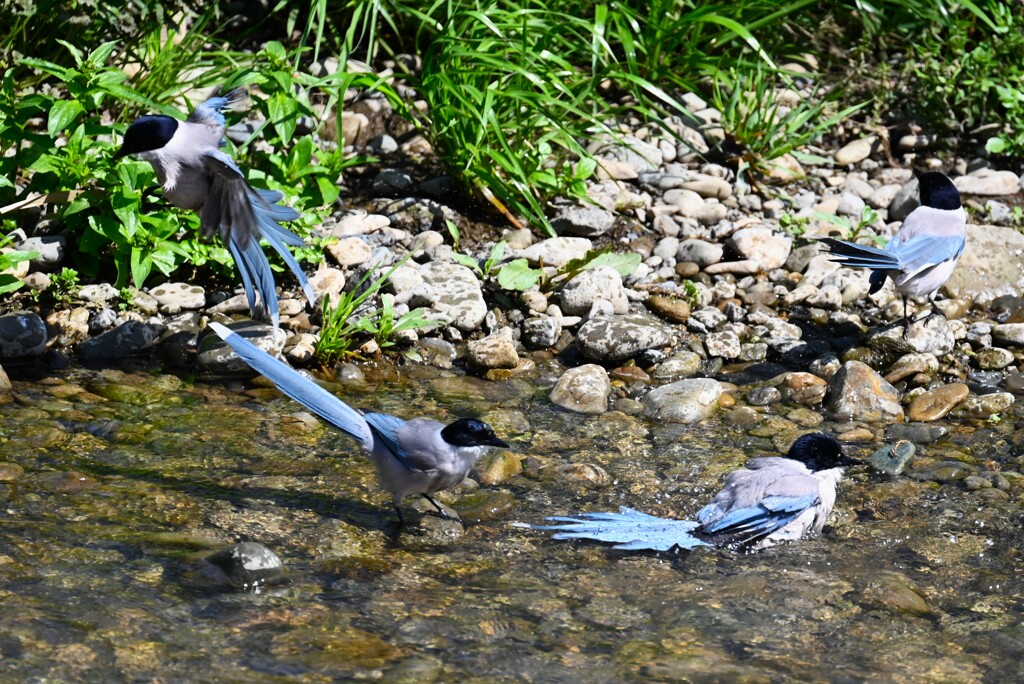 K川・オナガの水浴びごっこ 