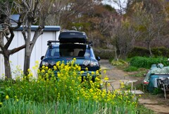 菜園・菜の花と愛車
