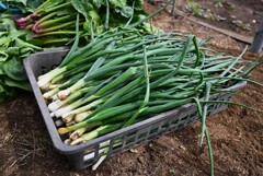 菜園・間引き葉タマネギ