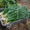 菜園・間引き葉タマネギ