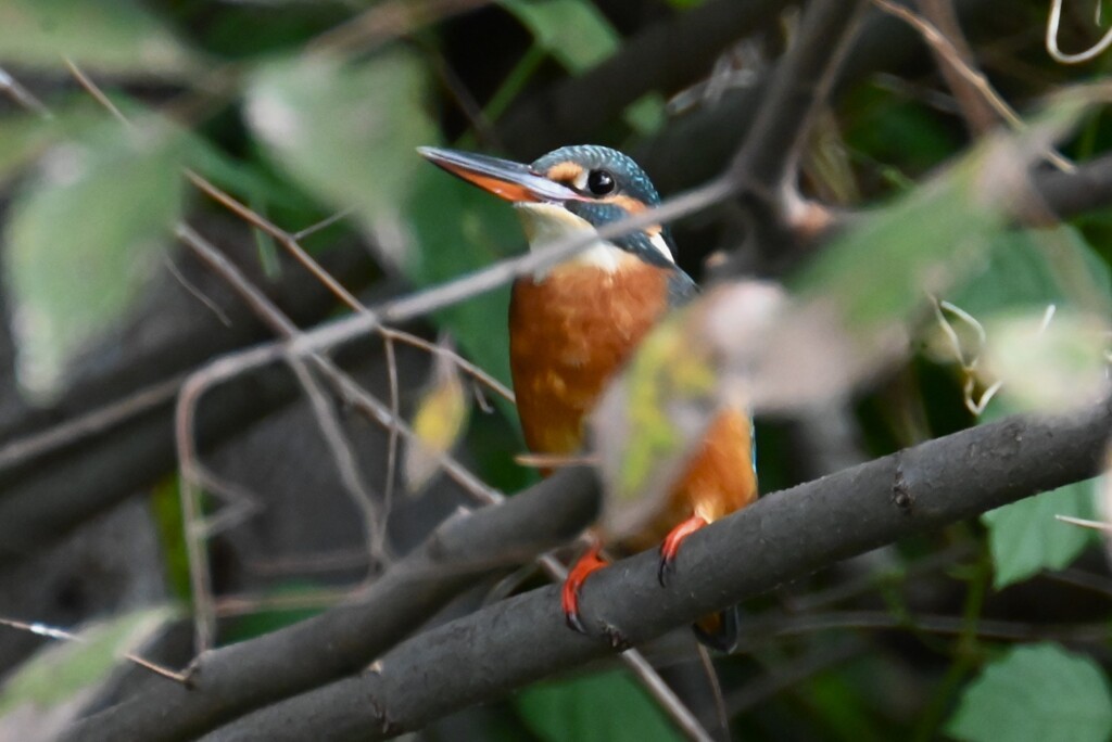 用水路・カワセミ♀
