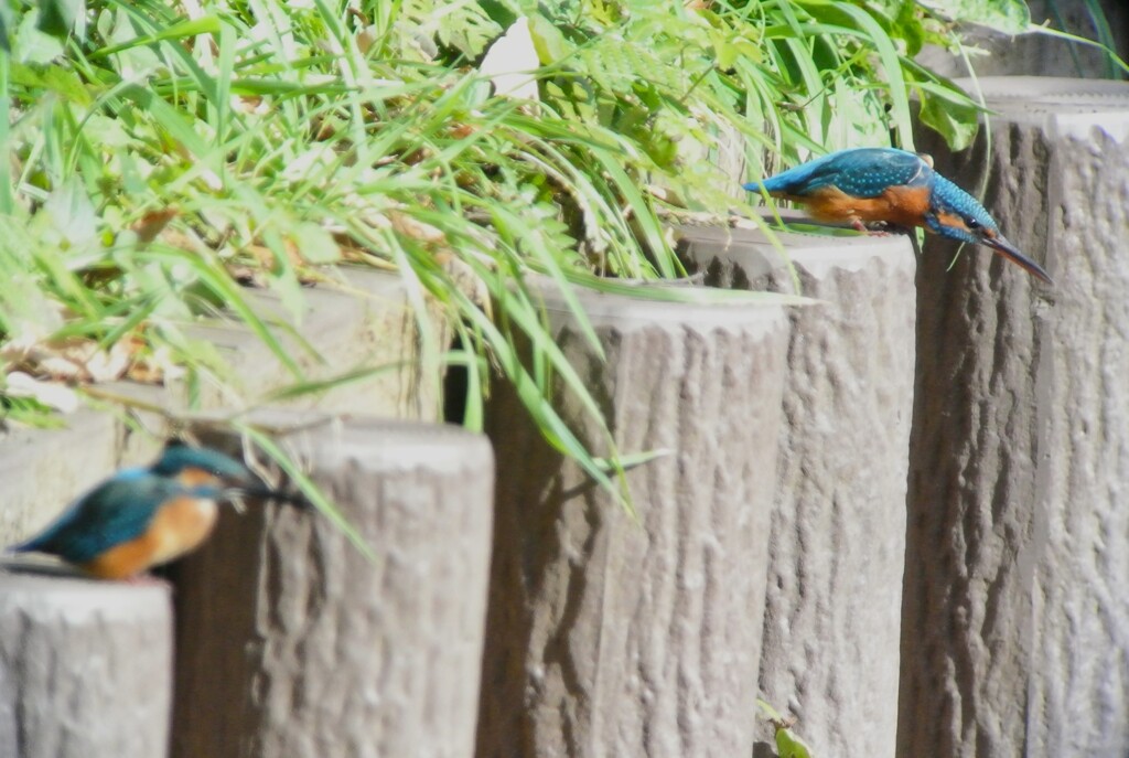 用水路・カワセミ♂♀共に若鳥（テリトリー争い）