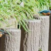 用水路・カワセミ♂♀共に若鳥（テリトリー争い）