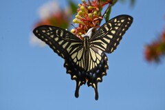 K川下流域沿道・アベリアにアゲハチョウ 
